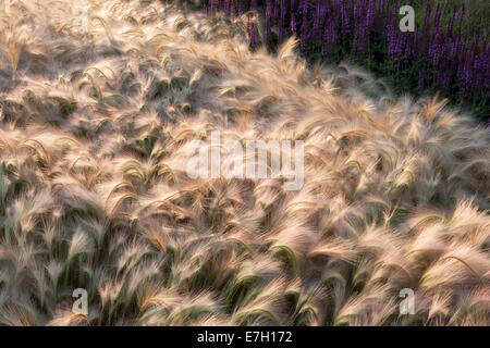 Garten - See the Wind - Bepflanzung von Hordeum Jubatum Ziergerstengras Salvia nemorosa 'Amethyst' - Ziergrasgräser Grenze Großbritannien Stockfoto