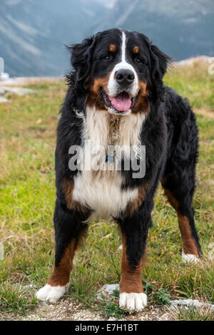 Porträt eines Berner Sennenhundes, Muottas Muragl, Schweiz Stockfoto