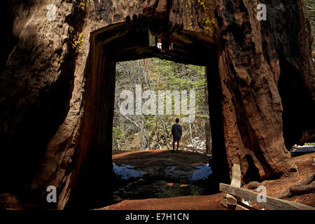 Tourist in toter Tunnel Baumriesen, Tuolumne Grove, in der Nähe von Crane Flat, Yosemite-Nationalpark, Kalifornien, USA Stockfoto