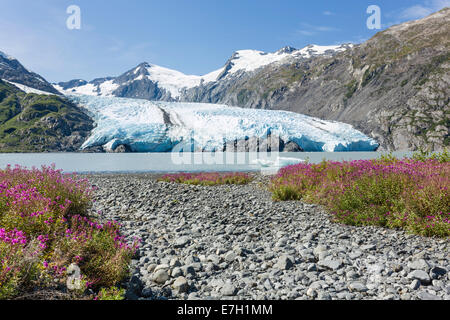 Zwerg Weidenröschen säumt die Ufer des Portage Lake mit Portage Glacier im Hintergrund im Chugach National Forest in Alaska. Stockfoto