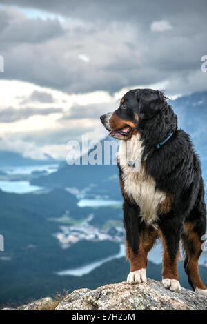 Männliche Berner Sennenhund vor Engadin, Muottas Muragl. Schweiz Stockfoto