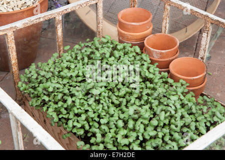 Sprouting Rotkohl für Micro Greens Gemüse Salat angebaut geschnitten und kommen wieder in einem kalten Rahmen mit Terrakotta-Töpfe UK Stockfoto