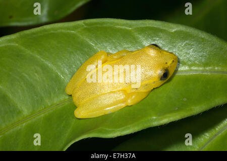 Madagaskar-Reed-Frosch (Heterixalus Punctatus), Nosy Mangabe, Madagaskar entdeckt Stockfoto