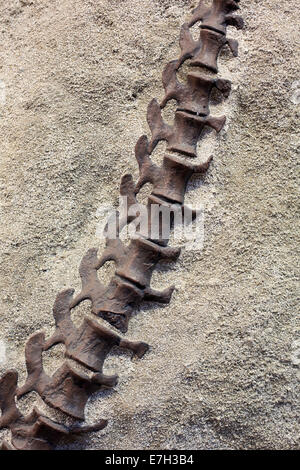 Jensen, Utah - Bestandteil einer Camarasauridae am Steinbruch Ausstellungshalle im Dinosaur National Monument. Stockfoto