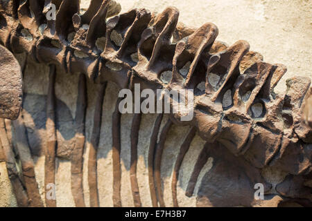 Jensen, Utah - Bestandteil einer Camarasauridae am Steinbruch Ausstellungshalle im Dinosaur National Monument. Stockfoto