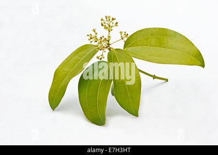Zimt (Cinnamomum Verum) Blätter und Knospen auf weißem Hintergrund Stockfoto