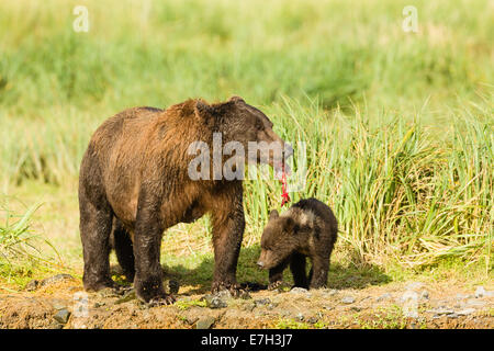 Brown Bear Cub sucht nach Lachs Fetzen, wie seine Mutter Geographic Harbor im Katmai Nationalpark in Alaska isst. Stockfoto