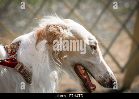 Schuss in den Kopf der Barsoi Anblick Hound Stockfoto