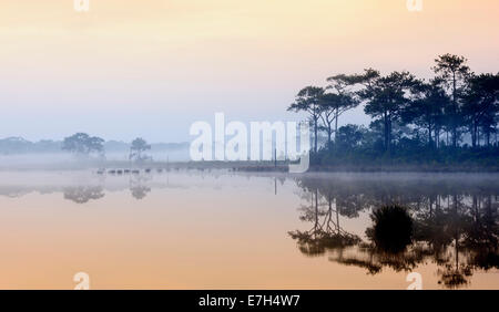 Nebligen Sonnenaufgang an einem See im Regenwald, Thailand. Stockfoto