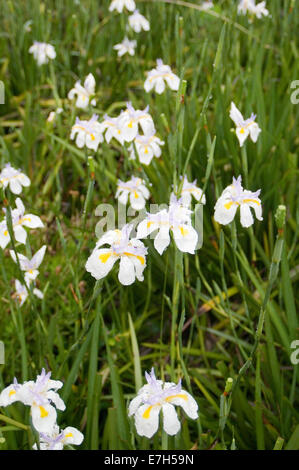 Porträtaufnahme weiß/violett/gelb Dietes Iridoides Blumen in natürlicher Umgebung. Stockfoto