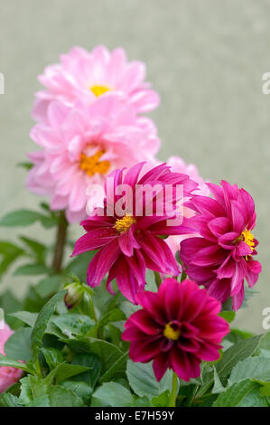 Close-up Porträtaufnahme von hellen und dunklen rosa Zwerg Dahlien-Blüten. Stockfoto