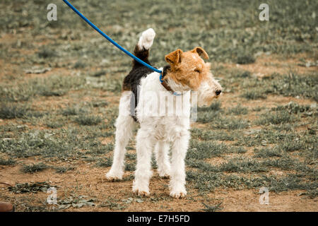 Wire Haired Foxterrier Stockfoto