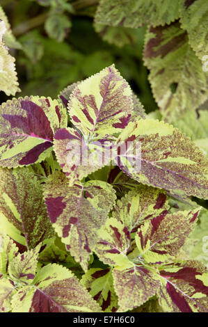 Lila und grün bunt Coleus Blätter. Stockfoto