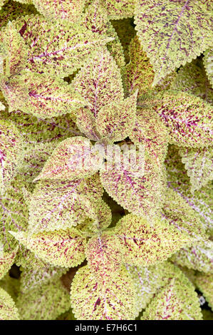 Lila und grün bunt Coleus Blätter. Stockfoto