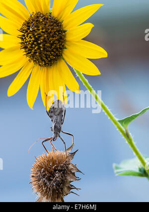 Rad-Bug (Arilus Cristatus) hängen an wilden Sonnenblumen Stockfoto