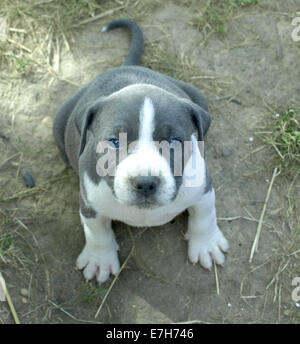 sehr schöne Stafford Welpen mit blauen Augen Stockfoto