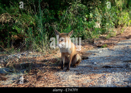 Uccellina Natural Reserve, Alberese, Grosseto, Toskana, Italien, Europa Stockfoto