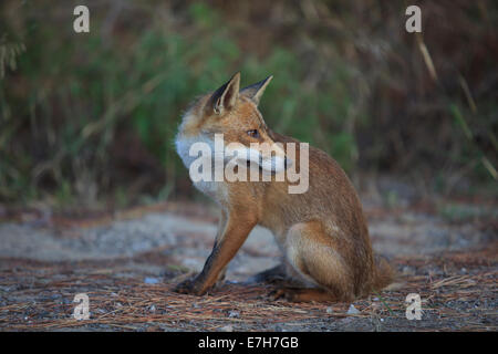 Uccellina Natural Reserve, Alberese, Grosseto, Toskana, Italien, Europa Stockfoto