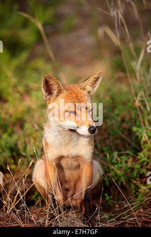 Uccellina Natural Reserve, Alberese, Grosseto, Toskana, Italien, Europa Stockfoto