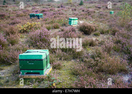 Bienenstöcke auf der Heide in den Niederlanden in der Nähe von Amersfoort auf der Utrechtse Heuvelrug Stockfoto