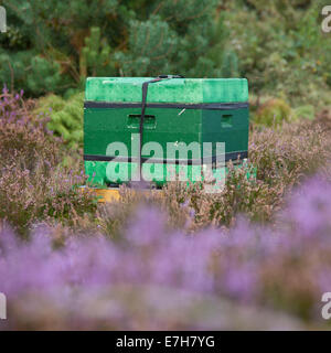 Bienenstock auf der Heide in den Niederlanden in der Nähe von Amersfoort auf der Utrechtse Heuvelrug Stockfoto