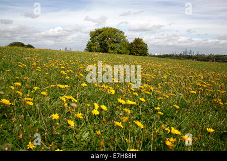 Fernblick auf zentralen London und Canary Wharf Skyline von Blythe Hill Felder, Honor Oak Park, London, UK Stockfoto