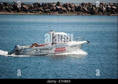 Ein Delfin-Forschungsschiff in South Australia Stockfoto