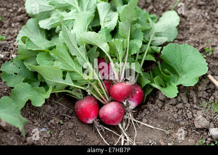 Frische Radieschen im Garten Stockfoto