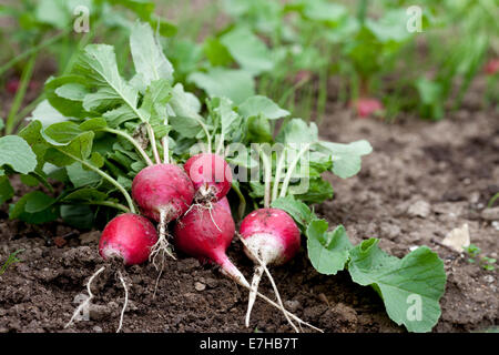 Frische Radieschen im Garten Stockfoto