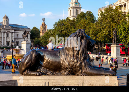 Löwen-Statuen, Trafalgar Square, London, England Stockfoto