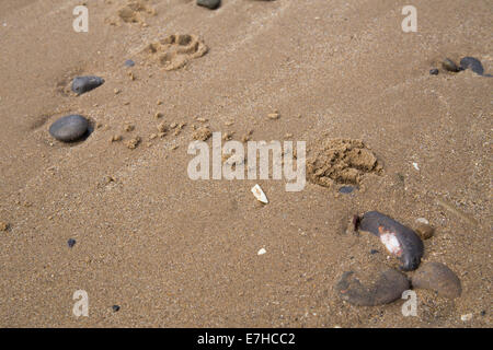 Kieselsteine und Hund Fußabdrücke am Sandstrand, Tenby. Stockfoto