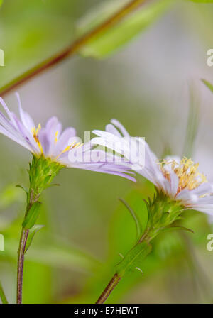 Die Bergaster Stockfoto