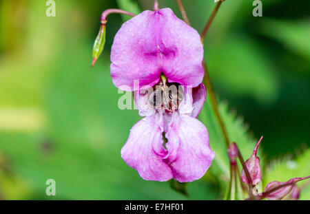 Nahaufnahme des Himalaya Balsam eine gebietsfremde invasiven Pflanzen zu den britischen Inseln wird von einer Biene bestäubt Stockfoto