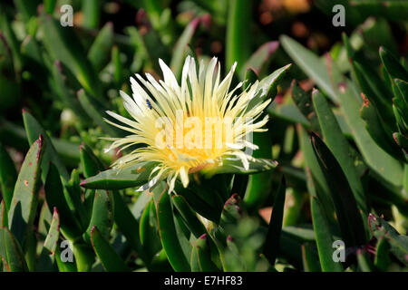 Khoi Edulis, auch bekannt als Ice-Werk, Autobahn Ice Plant, Pigface, Hottentotten Fig und lokal als sauer Fig. Stockfoto