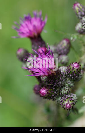 Marsh Distel, Cirsium Palustre, Alpen, Frankreich. Stockfoto