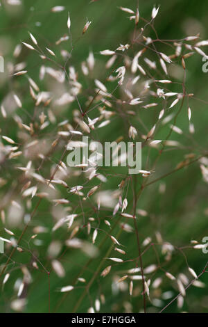 POA Pratensis, Wiesenrispengras, Wiese Rasen Stockfoto