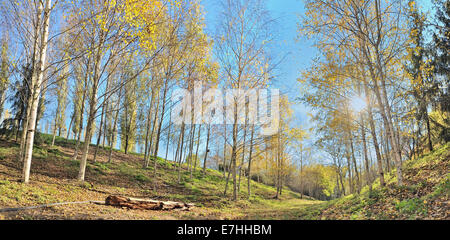 sonniger Herbst Panorama im Wald Stockfoto