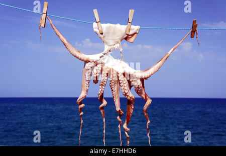 Eine kleine Krake trocknen in der Sonne, der Insel Kreta Stockfoto