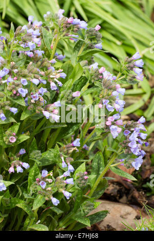 Vorfrühlingsblüher und gefleckte Blätter das Lungenkraut, Pulmonaria Saccharata "Opal" Stockfoto