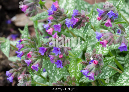 Vorfrühlingsblüher und gefleckte Blätter das Lungenkraut, Pulmonaria Saccharata "Trevi-Brunnen" Stockfoto