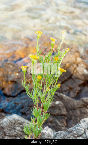 Blühende Blumen in Bucht von Stari Grad, Insel Hvar, Kroatien Stockfoto