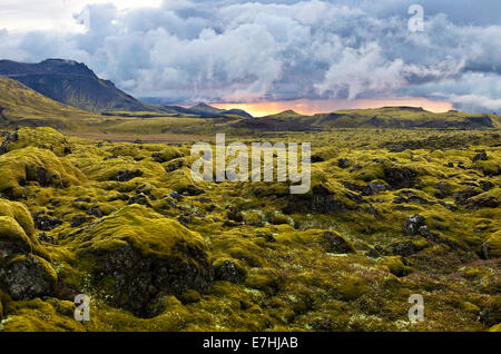 Surreale Landschaft mit wolligen Moss von Island. Stockfoto