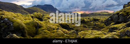 Surreale Landschaft mit wolligen Moss von Island. Stockfoto