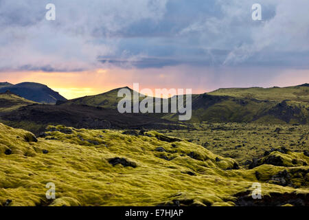 Surreale Landschaft mit wolligen Moss von Island. Stockfoto