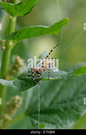 Oakleaf Orbweaver, Araneus Ceropegius Aculepeira ceropegia Stockfoto