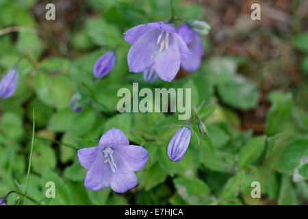 Europäische Venus Spiegel, Legousia Speculum-Veneris / Venus-Frauenspiegel, Legousia Speculum-Veneris Stockfoto