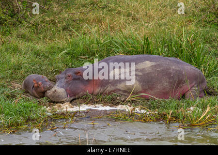 Mutter und Baby Nilpferd schlafen in der Nähe der Hütte-Kanal in Uganda. Stockfoto