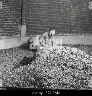 1950er Jahren eine historische Bild zeigt eine männliche landwirtschaftliche Arbeiter bewegten Hopfen im Oast House oder im Ofen, wo sie getrocknet sind. Stockfoto