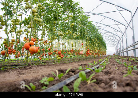 Viele rote und grüne Tomaten in einem Gewächshaus und einige grüne Blätter von Rettich Stockfoto