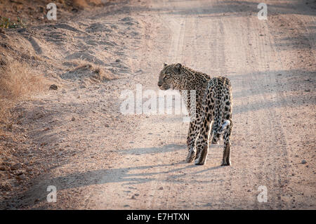 Weibliche Leoparden fotografiert im Abendlicht Fahrzeug unterwegs im Sabi Sands Private Game Reserve, Südafrika Stockfoto